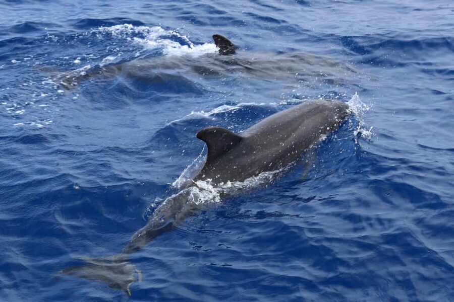 Mallorca: 3-Hour Afternoon Dolphin Watching Boat Tour - Who will enjoy this cruise most?