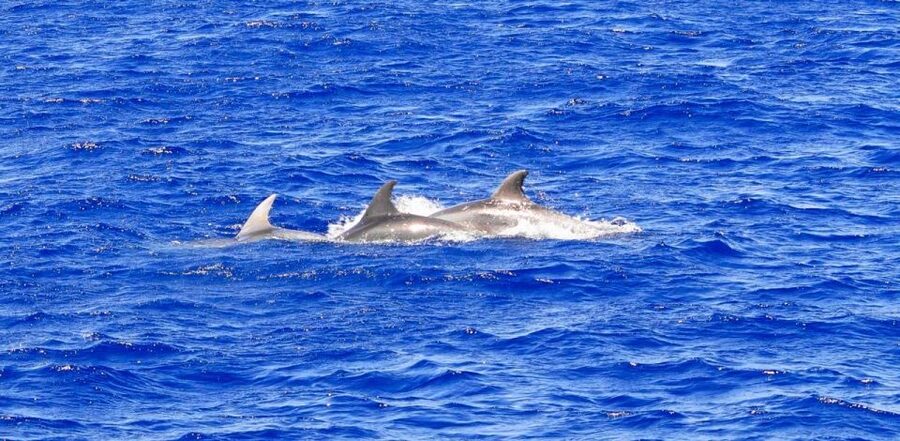 Mallorca: 3-Hour Afternoon Dolphin Watching Boat Tour - Boarding from Santa Ponsa or Paguera