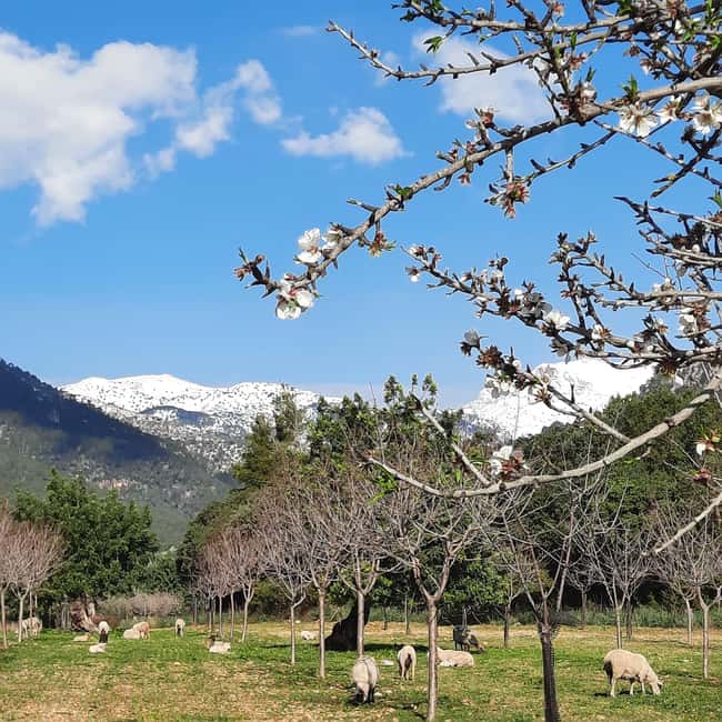 Mallorca: Almond Blossom Minivan Tour with tasting - GERMAN - Key details of the almond-blossom tour