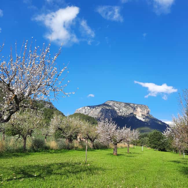 Mallorca: Almond Blossom Minivan Tour with tasting - GERMAN - Why Mallorca’s almond season is worth seeing