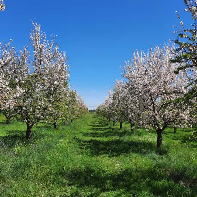 Mallorca: Almond Blossom Minivan Tour with tasting - GERMAN - First flower stops: photos beside the dry stone walls