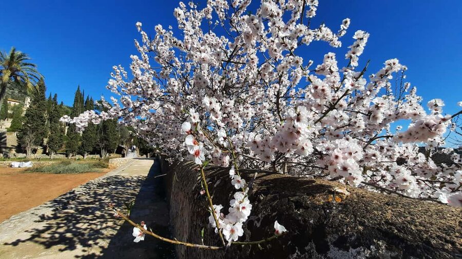 Mallorca: Almond Blossom Minivan Tour with tasting - GERMAN - Price, group size, and overall value