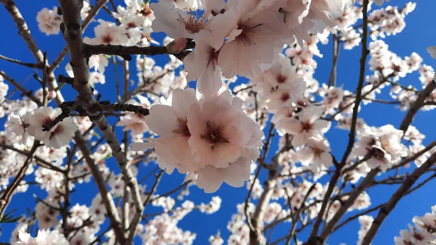 Mallorca: Almond Blossom Minivan Tour with tasting - GERMAN - The minivan pickup and the road inland