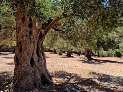 Day Trip to Hidden Gems of Tramuntana with Lunch