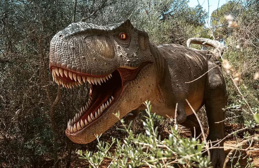 Mallorca: Dinosaurland Park, Hams Caves & Porto Cristo Tour - Porto Cristo adds sea time, with one important warning