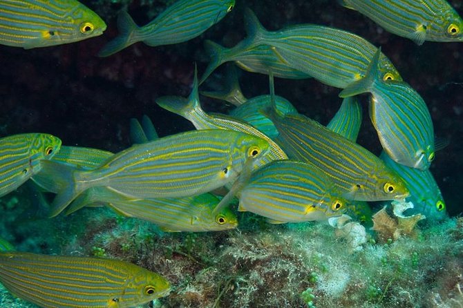 Mallorca: Discover Scuba Diving from the beach - Why the beach entry matters