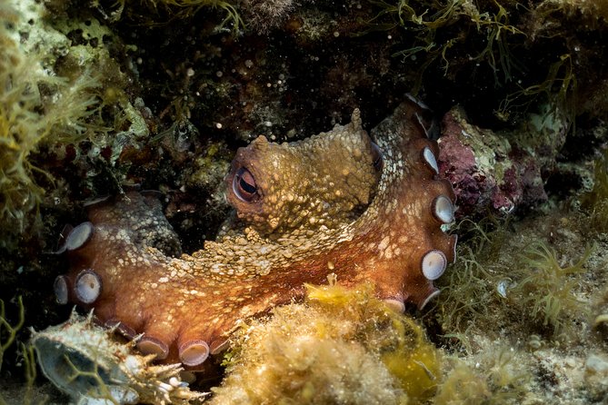Mallorca: Discover Scuba Diving from the beach - What happens during the two-hour session