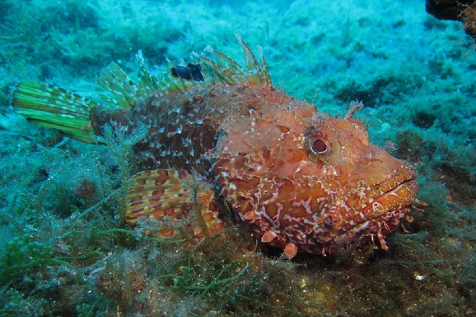 Mallorca: Discover Scuba Diving from the boat - What this Mallorca scuba experience really offers