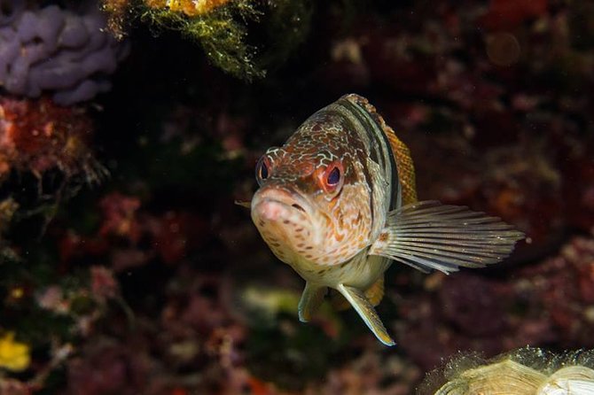 Mallorca: Discover Scuba Diving from the boat - The boat ride to the first site