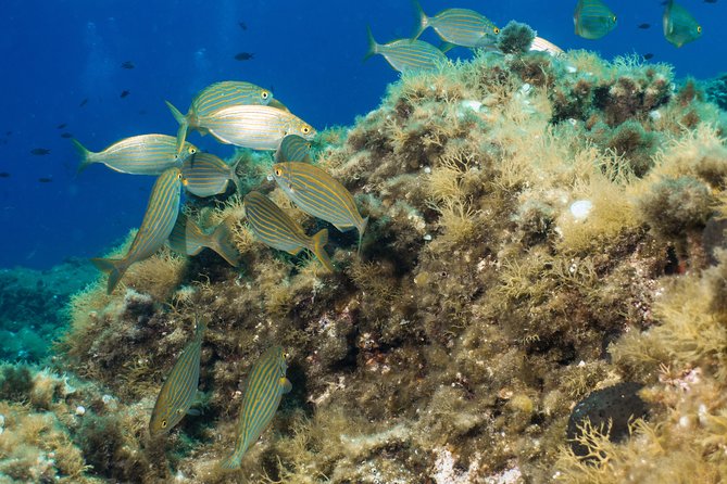 Mallorca: Discover Scuba Diving from the boat - Group size and the value of close supervision