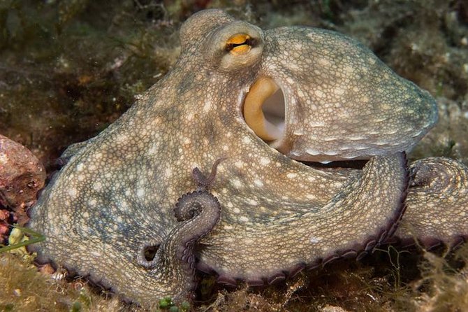 Mallorca: Discover Scuba Diving from the boat - Starting at 2 pm in Palmanova