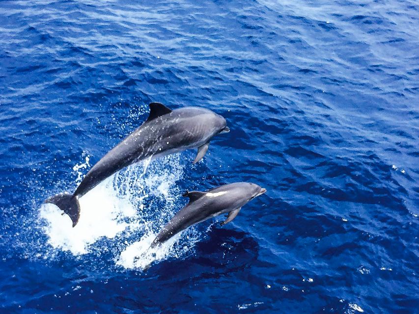Mallorca: Dolphin Watching Cruise - What the glass-bottom boat adds