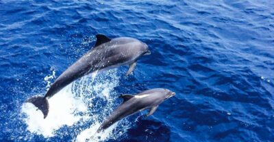 Dolphin Watching Cruise