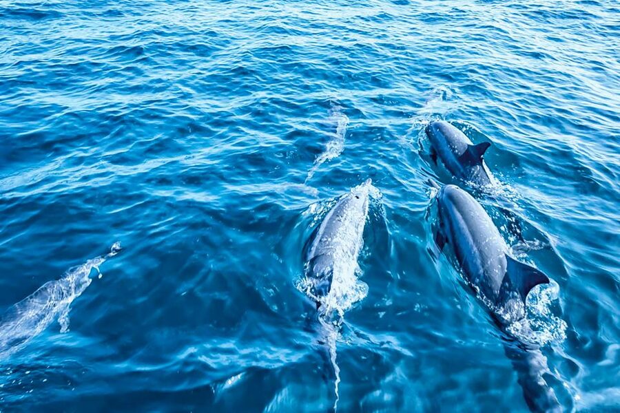 Mallorca: Dolphin Watching Cruise - How crowded is the boat?