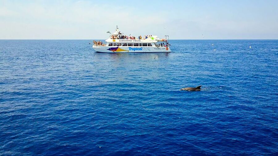 Mallorca: Dolphin Watching Cruise - Is the $54 price good value?