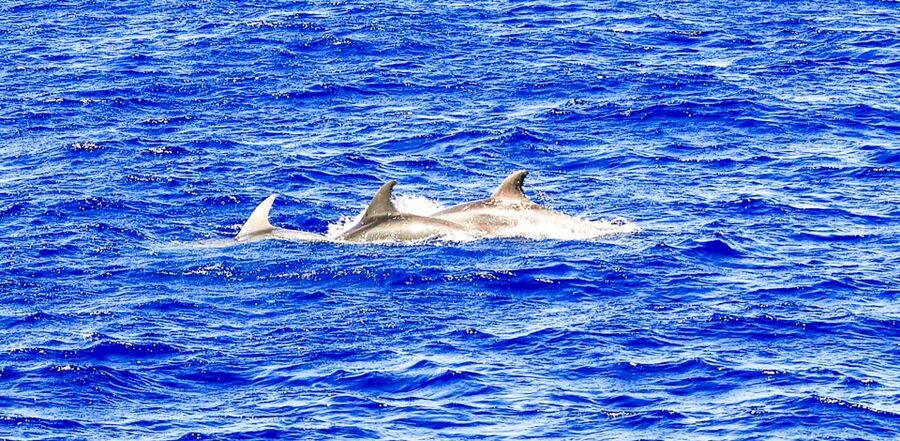 Mallorca: Dolphin Watching Cruise - Who will enjoy this cruise most?