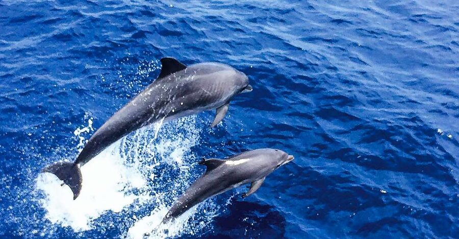 Mallorca: Dolphin Watching Cruise - Watching for dolphins in open water