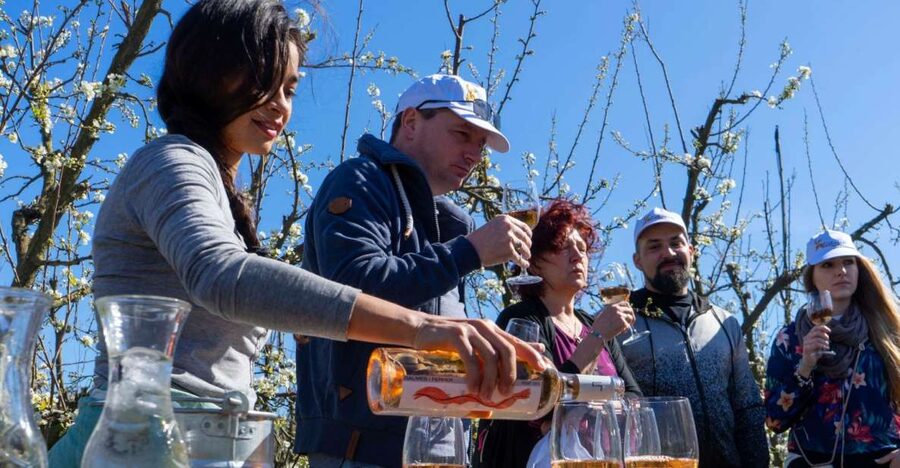 Mallorca: Full-Day Winery Small Group Tour - Key points at a glance