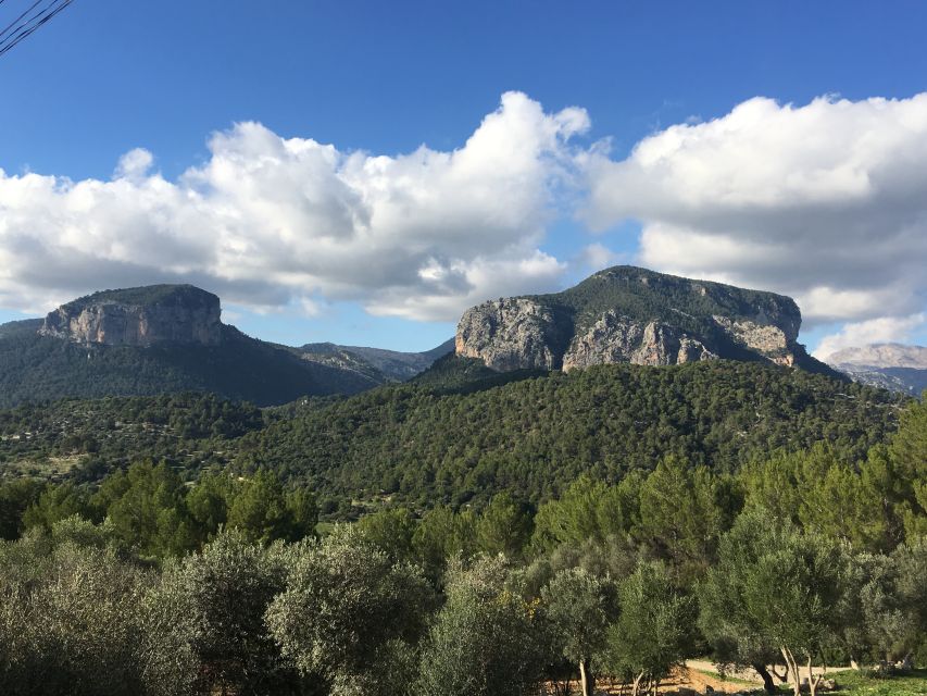 Mallorca: Full-Day Winery Small Group Tour - Why the guides matter