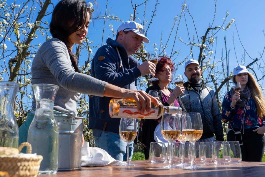 Mallorca: Full-Day Winery Small Group Tour - Is $221 a fair price?
