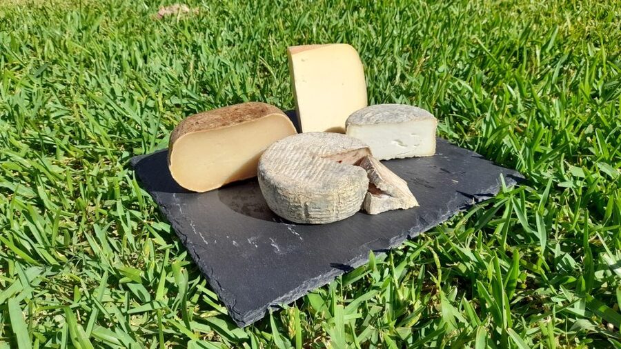 Mallorca: Local Wines & Foods Tasting - The nearly forgotten red and carob goat cheese