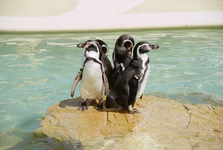Mallorca: Marineland Tickets with Transfers from the North - Sea lions and the other scheduled shows