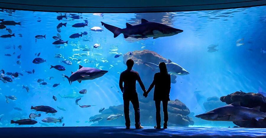 Mallorca: Palma Aquarium Entry Ticket w/ Optional 3D Cinema - Big Blue and the shark feeding schedule