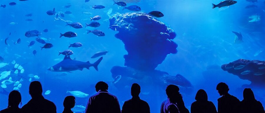 Mallorca: Palma Aquarium Entry Ticket w/ Optional 3D Cinema - The Aquadome 3D cinema option