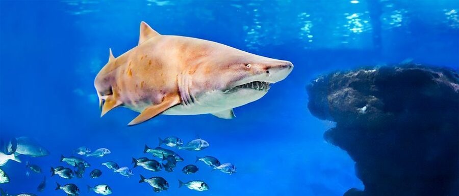 Mallorca: Palma Aquarium Entry Ticket w/ Optional 3D Cinema - The route through eight marine habitats