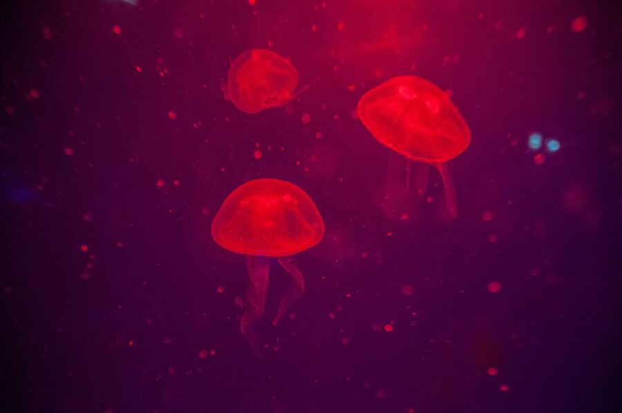 Mallorca: Palma Aquarium Tickets with Transfer - Who should book this Mallorca aquarium outing?