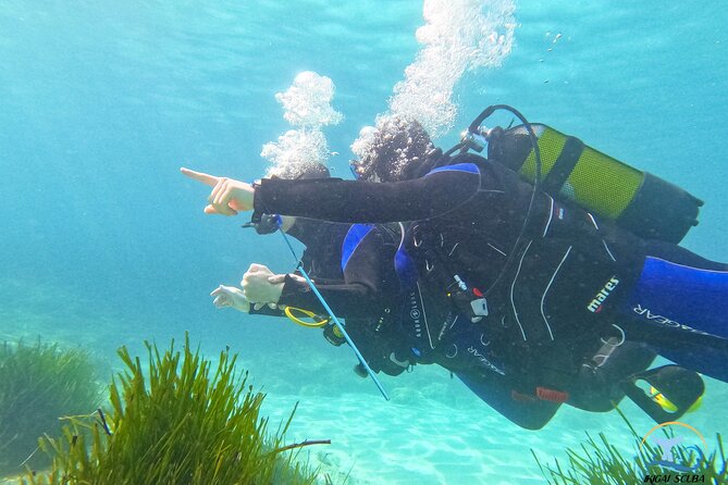 Mallorca PRIVATE Reservation<em>Scuba dive + photo/video – Key points to know before booking’ /></p>
<ul>
<li><strong>Private instruction:</strong> Alex or Jose works with no more than two participants, so you receive close help throughout the session.</li>
<li><strong>Shore-based start:</strong> You begin in shallow water and practice breathing before moving toward the 6-meter limit.</li>
<li><strong>Beginner-friendly approach:</strong> You do not need previous scuba experience, and the operator says you do not need to know how to swim.</li>
<li><strong>Underwater keepsakes:</strong> An assistant records photos and videos with a GoPro Hero 10.</li>
<li><strong>Marine life:</strong> You might see octopus, cuttlefish, moray eel, small grouper, sea bream, salpa, peacock wrasse, jellyfish, and other local sea life.</li>
<li><strong>Allow two hours:</strong> The meeting point is in Bendinat, about 15 minutes by car from central Palma, and private transportation is not included.</li>
</ul>
<h2>A calm first step into scuba near Palma</h2>
<p>Scuba dive + photo/video – A calm first step into scuba near Palma’ /></p>
<p><p>This is built for the person who has always wondered what it feels like to breathe underwater, but feels unsure about signing up for a full certification course. The session stays close to shore, uses simple instruction, and limits the group to your own party of up to two people.</p>
</p>
<p><p>You meet at Carrer Andreu Ferret, 1, in Bendinat. The center is a PADI 5 Star facility, and the instructors named for this experience are Alex and Jose. The teaching team has 13 years of experience and thousands of underwater sessions behind them.</p>
</p>
<p><p>That background matters most when you feel awkward with the equipment. Breathing through a regulator for the first time can feel strange, and small worries can quickly become big ones if you are in a large group. Here, the instructor stays with you, holds you when needed, and helps you adjust at your own pace.</p>
</p>
<p><p>The session is not designed to take you far from the coast or into great depth. Its real strength is confidence. You learn how the mask, regulator, buoyancy equipment, and breathing system work while an instructor remains close enough to respond immediately.</p>
</p>
<div class="twil" style="margin: 20px 0; padding: 15px 0;"><p>More dive trips off Mallorca:</p><ul style="margin: 10px 0; padding-left: 0; list-style: none;"><li style="margin: 0 0 12px 0; padding: 0 0 12px 0; border-bottom: 1px solid #EBE1FA; line-height: 1.4;"><a href="https://bestmallorcatours.com/mallorca-discover-scuba-diving-for-beginners/">Mallorca: Discover Scuba Diving for Beginners</a><br><span style="font-size: 0.82em; color: #555;"><span style="color: #FBBF24;">★</span> 4.7 &nbsp;&middot;&nbsp; 805 reviews</span></li><li style="margin: 0 0 12px 0; padding: 0 0 12px 0; border-bottom: 1px solid #EBE1FA; line-height: 1.4;"><a href="https://bestmallorcatours.com/santa-ponsa-try-scuba-diving-in-a-marine-reserve/">Santa Ponsa: Try Scuba Diving in a Marine Reserve</a><br><span style="font-size: 0.82em; color: #555;"><span style="color: #FBBF24;">★</span> 4.9 &nbsp;&middot;&nbsp; 172 reviews</span></li><li style="margin: 0; padding: 0; border-bottom: none; line-height: 1.4;"><a href="https://bestmallorcatours.com/mallorca-discover-scuba-diving-from-the-boat/">Mallorca: Discover Scuba Diving from the boat</a><br><span style="font-size: 0.82em; color: #555;"><span style="color: #FBBF24;">★</span> 5.0 &nbsp;&middot;&nbsp; 95 reviews</span></li></ul></div><h2>The 10-minute briefing keeps things simple</h2>
<p><img width="669" height="446" decoding="async" src=