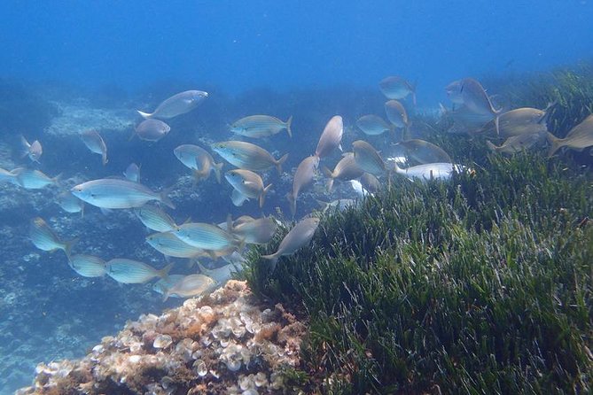 Mallorca: Snorkeling in a Beautiful Nature Reserve - Key things to know before you book
