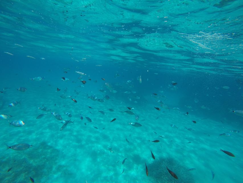 Mallorca : Speedboat, Snorkelling and Swimming Adventure - Timing, Sea Conditions, and Useful Packing Tips