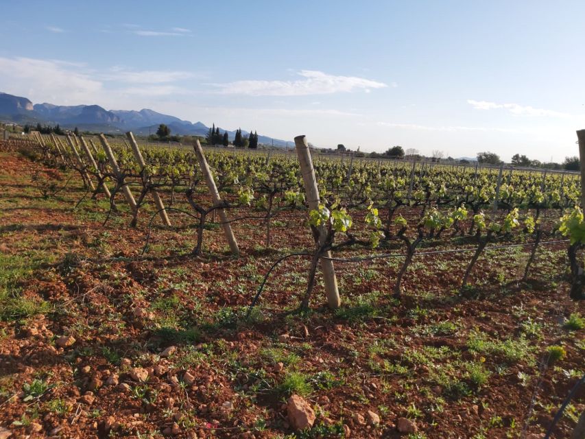 Mallorca: Wine Cellar Tour XL - 3 Wine Tastings incl. GERMAN - What to know before you reserve