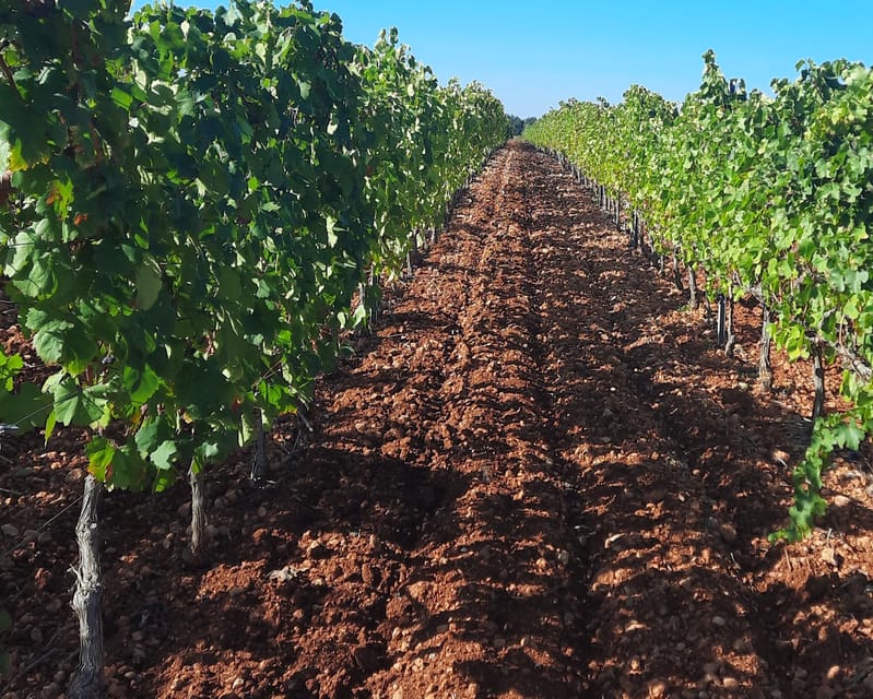 Mallorca: Wine Cellar Tour XL - 3 Wine Tastings incl. GERMAN - The second bodega and a longer look at production