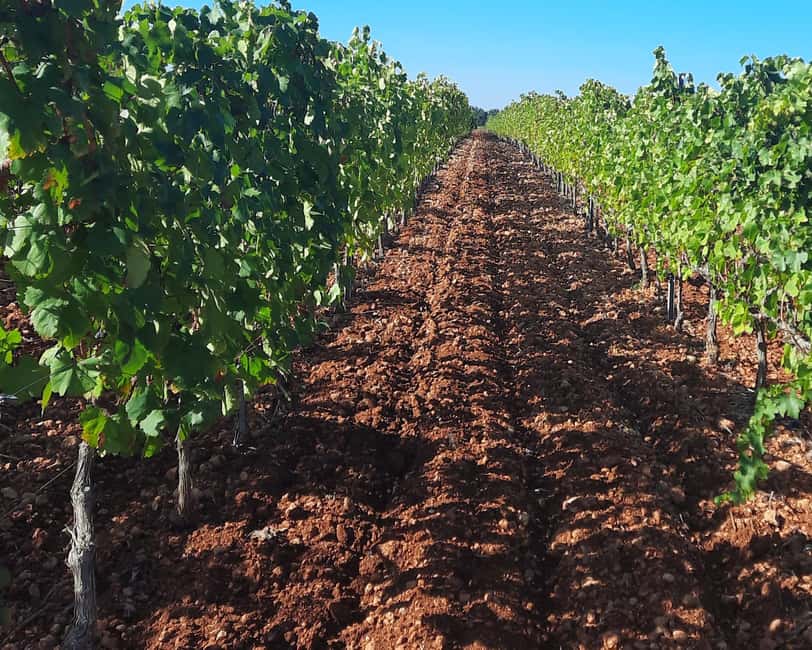 Mallorca: Wine Cellar Tour XL - 3 Wine Tastings incl. GERMAN - Small-group transport and pickup details