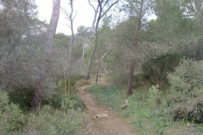 MTB guided tour in Bellver forest and Na Burguesa m.(E-MTB avai.) - Bellver forest is the first real test