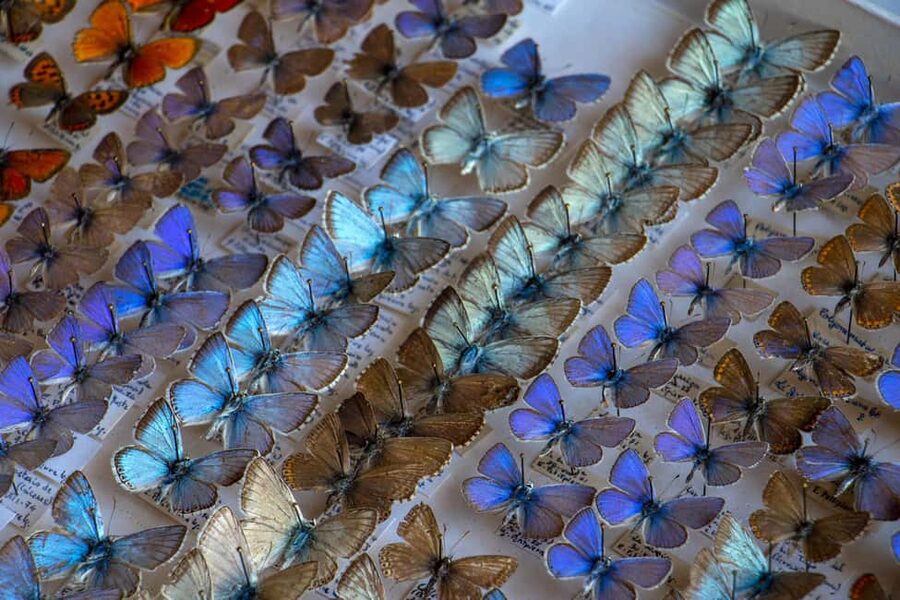 MUCBO | Jardí Botànic de Sóller - Balearic Museum of Natural Sciences - What the visit can teach you about Mallorca
