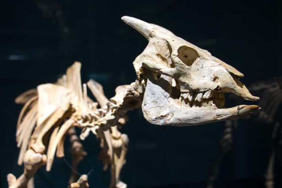 MUCBO | Jardí Botànic de Sóller - Balearic Museum of Natural Sciences - Is $11 good value?