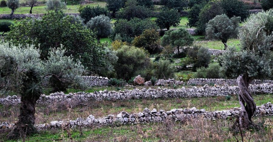 Olive plant and mill visit and tasting - From Palma to the olive groves of Llucmajor