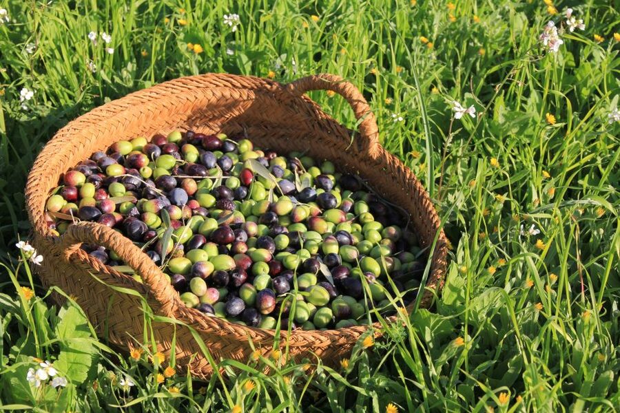 Olive plant and mill visit and tasting - Learning to recognize extra virgin olive oil