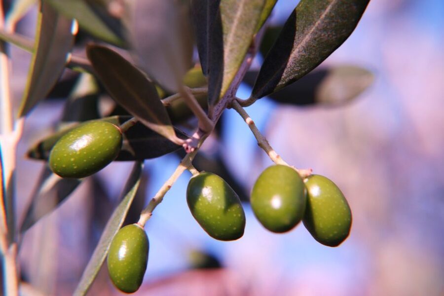 Olive plant and mill visit and tasting - A Mallorcan picnic, not just a sample cup