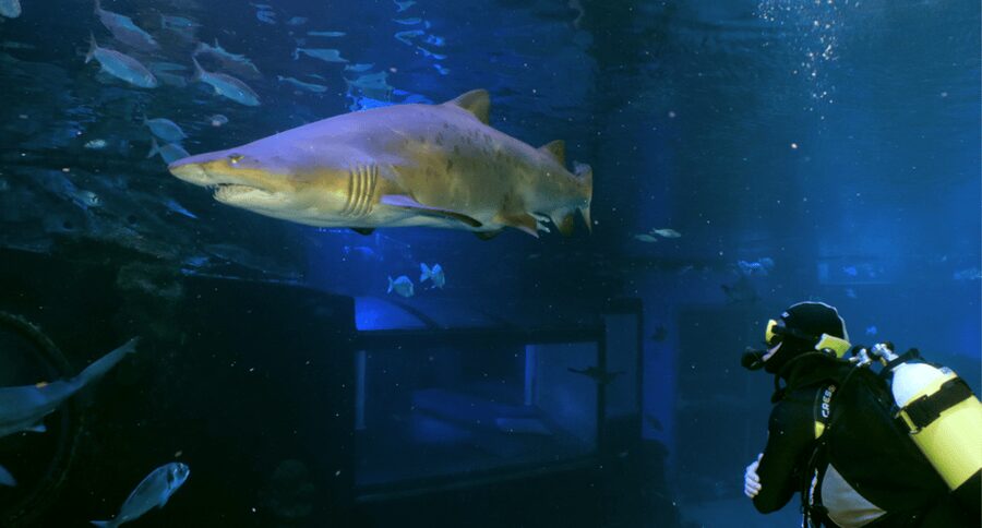 Palma de Mallorca: Shark Dive at Palma Aquarium - Key points to know before booking