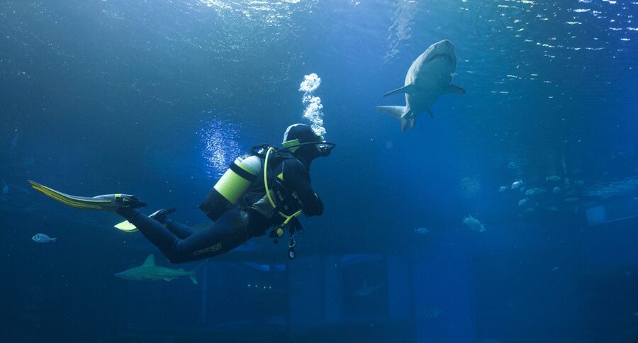 Palma de Mallorca: Shark Dive at Palma Aquarium - Meeting sharks in Palma Aquarium’s Big Blue