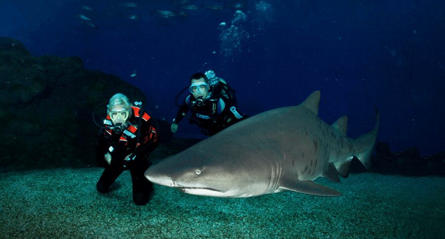 Palma de Mallorca: Shark Dive at Palma Aquarium - Thirty minutes under the surface