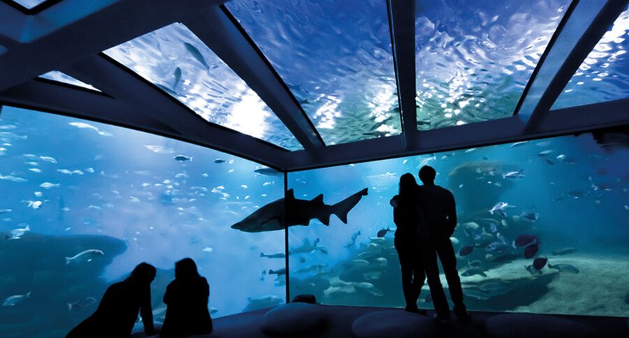 Palma de Mallorca: Shark Dive at Palma Aquarium - The aquarium visit adds value