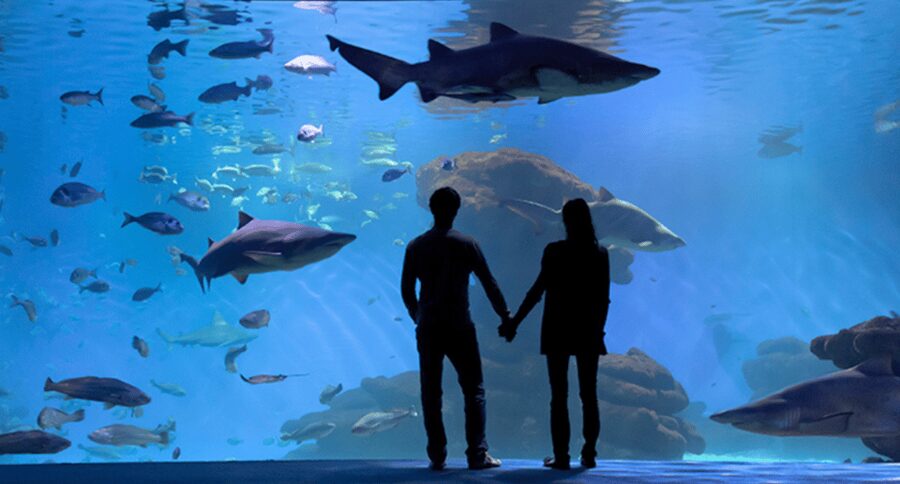 Palma de Mallorca: Shark Dive at Palma Aquarium - Safety rules you cannot ignore