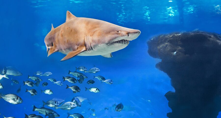 Palma de Mallorca: Shark Dive at Palma Aquarium - The 40-minute preparation comes first