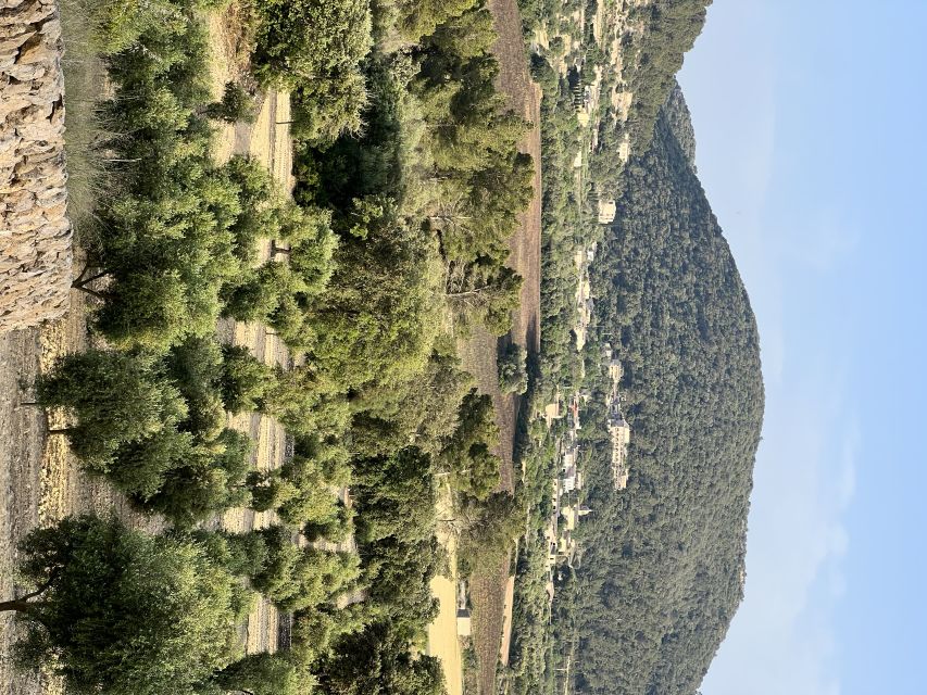 Palma: Orange Farm, Olive Mill, & Winery Tour with Tastings - Quick reasons to consider this Mallorca food tour