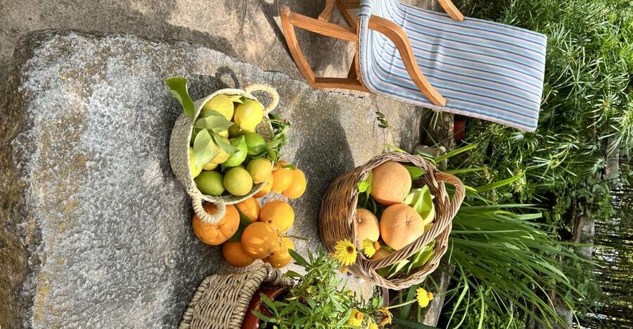 Palma: Orange Farm, Olive Mill, & Winery Tour with Tastings - What this seven-hour day is really about